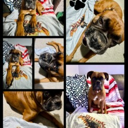 Spencer’s not letting this shirt go.If the shirt smells like mom AND metal? That’s a sacred object. Collage of Spencer the red boxer cuddling and lying on a Hellion shirt.